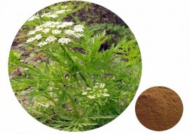 Cnidium Monnieri Extract PURE Powder